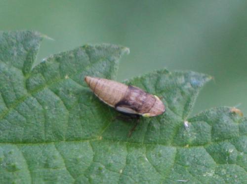 Réf. 275 878 : Aphrodes makarovi
